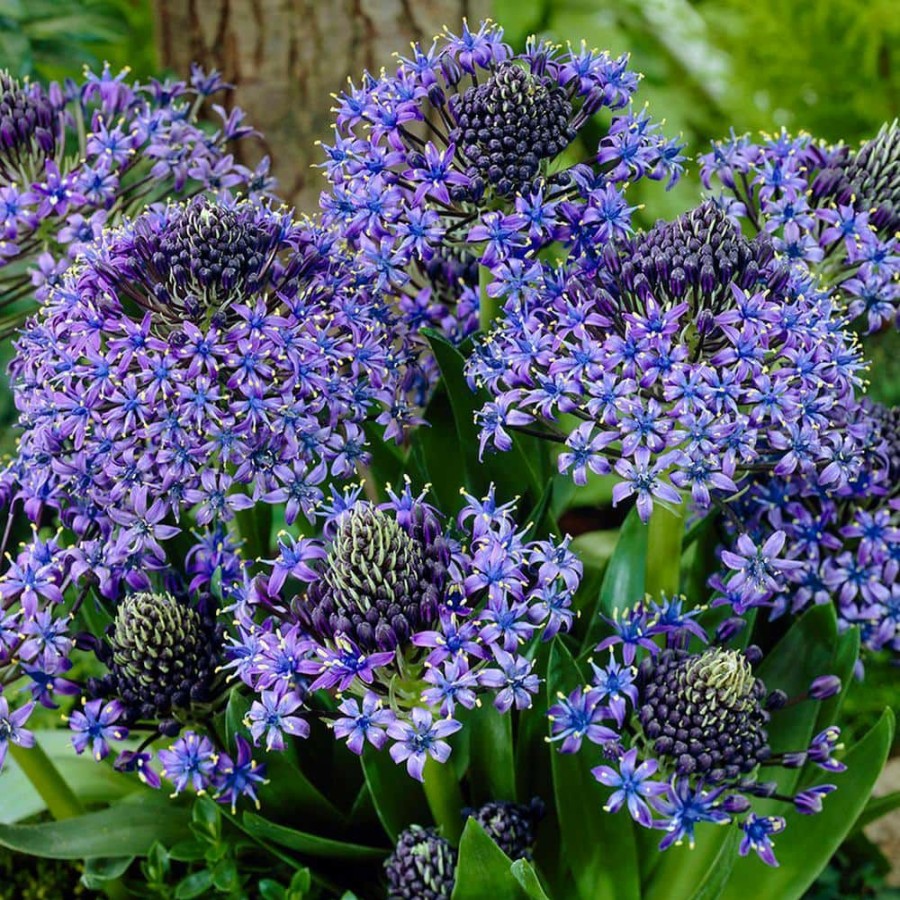 * Van Zyverden Scilla Peruviana (Set Of 5)