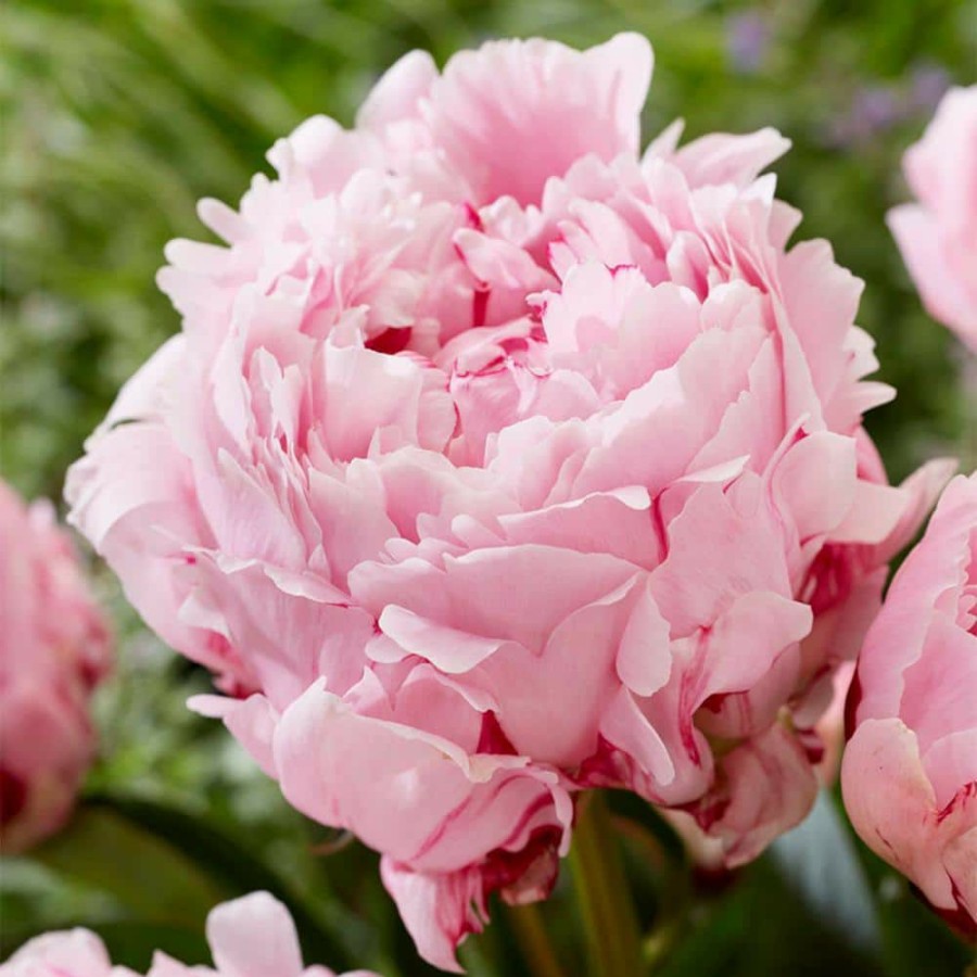 * Van Zyverden Peonies Sarah Bernhardt Bulbs (3-Pack)