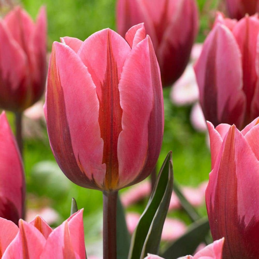 * Van Zyverden Tulips Bulbs Pretty Princess (Set Of 12)