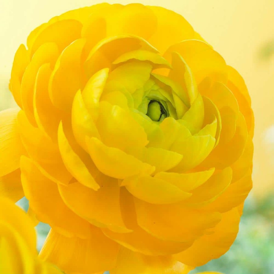 * Van Zyverden Butter Cups Bulbs Ranunculus Sunshine (Set Of 25)