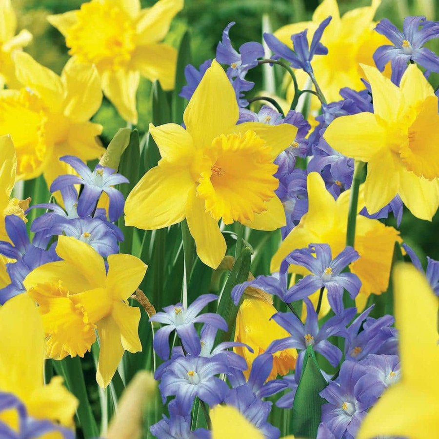 * Van Zyverden Deer, Rodent And Squirrel Resistant Bulb Club Garden Set Of 100 Bulbs