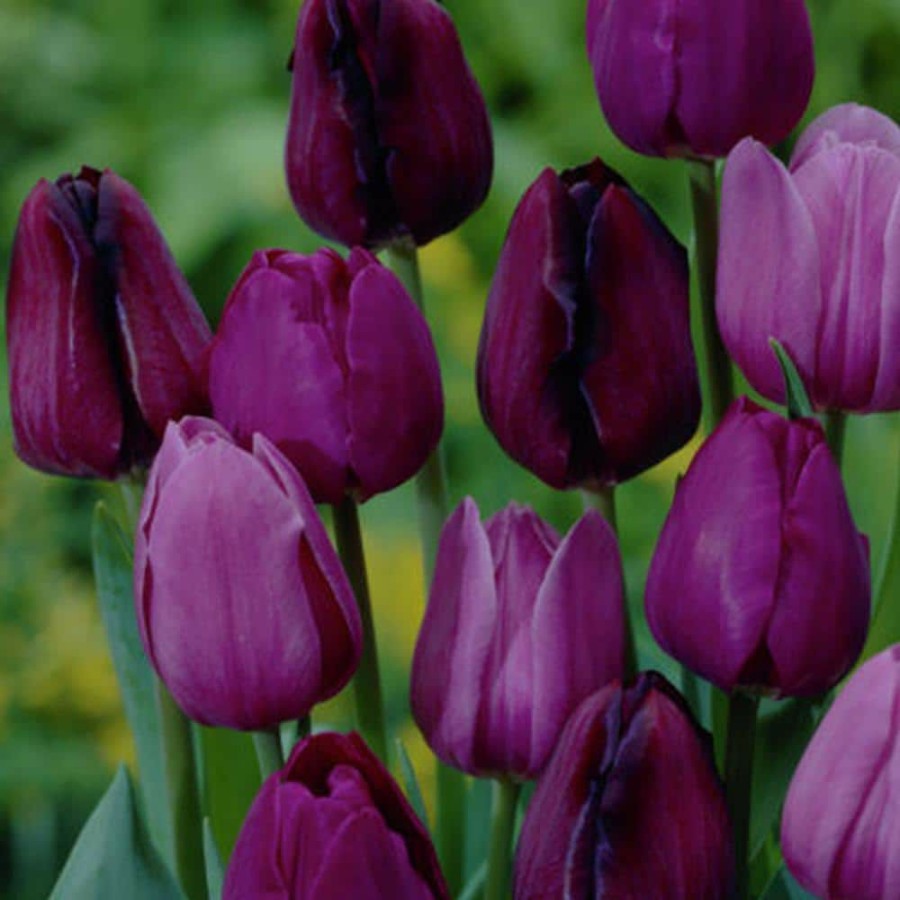 * Van Zyverden Purple Tulips Non-Stop Purple Blend Bulbs (25-Pack)