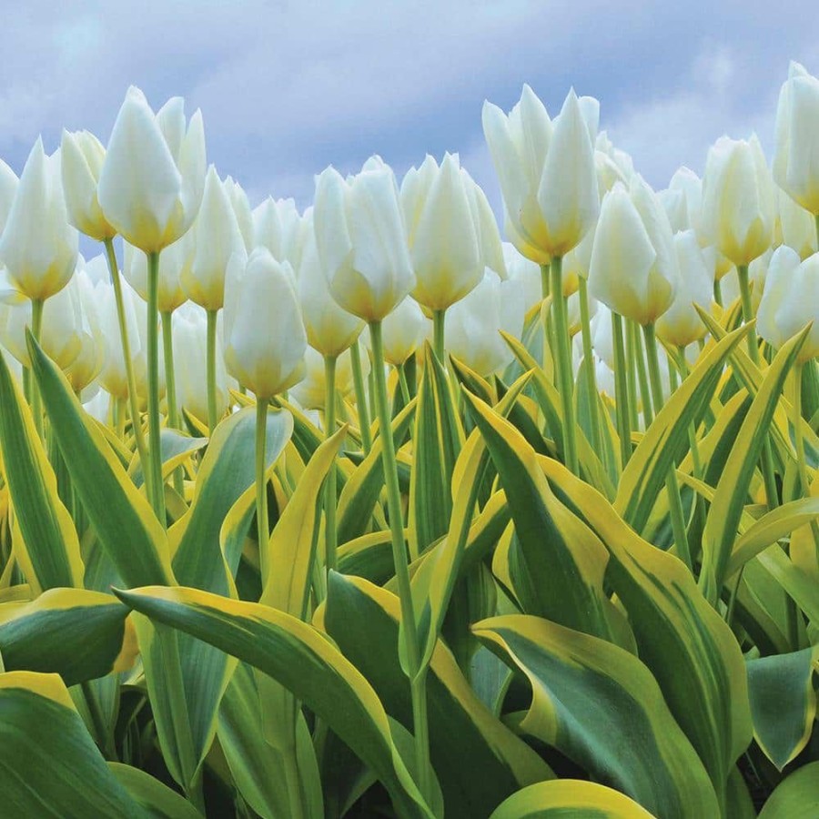 * Van Zyverden White Tulips Purissima Blonde (12-Pack)