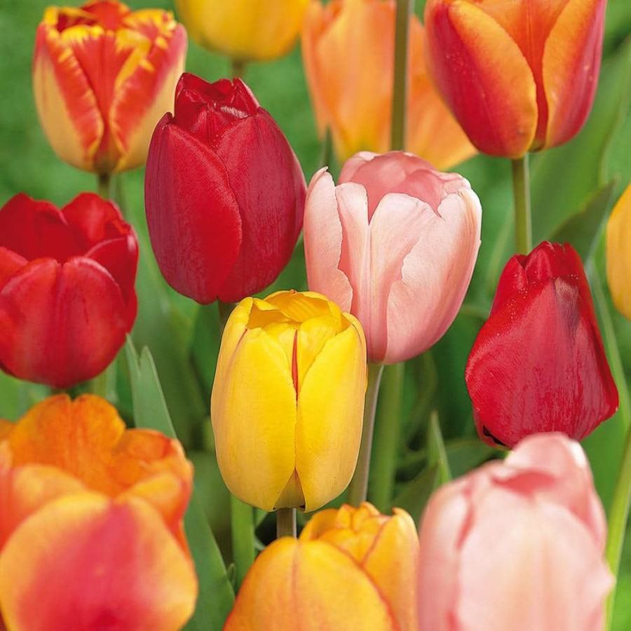 * Van Zyverden Tulips Bulbs Darwin Hybrid Mixture (Set Of 100 Mammoth)