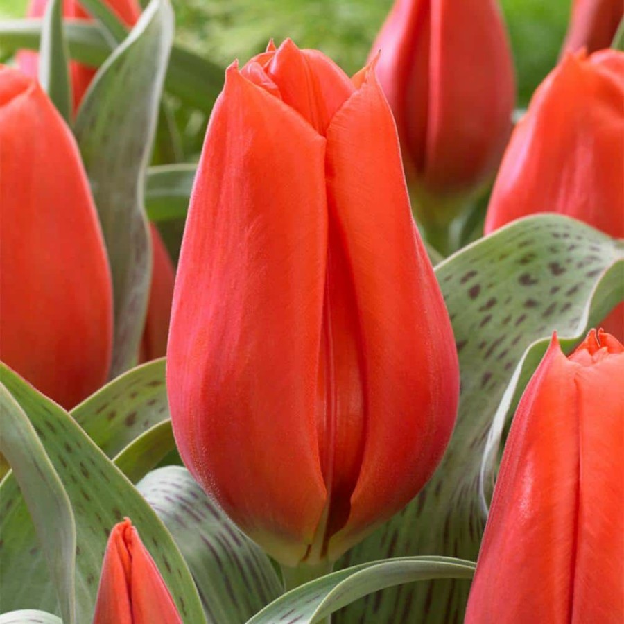 * Van Zyverden Tulips Giant Orange Sunrise Bulbs (10-Pack)