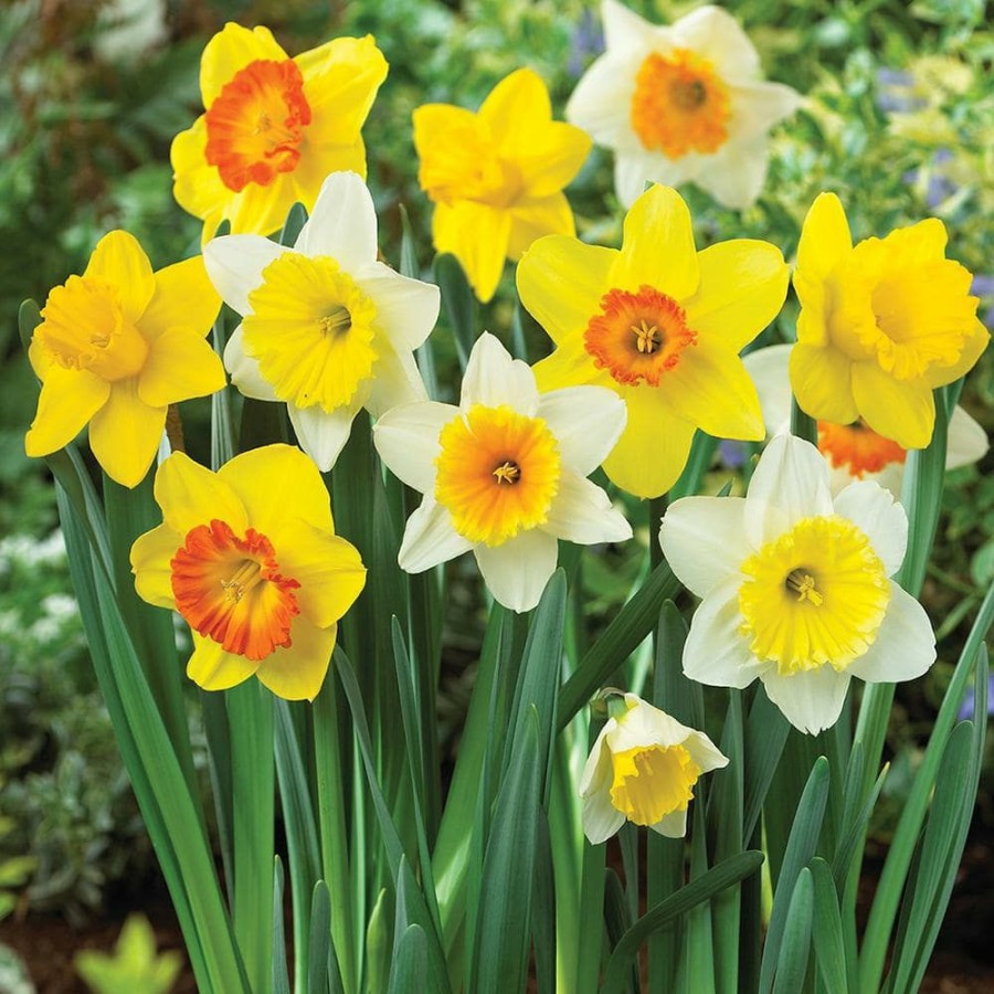 * Van Zyverden Daffodils Trumpet And Cupped Mixture Bulbs (Set Of 15)