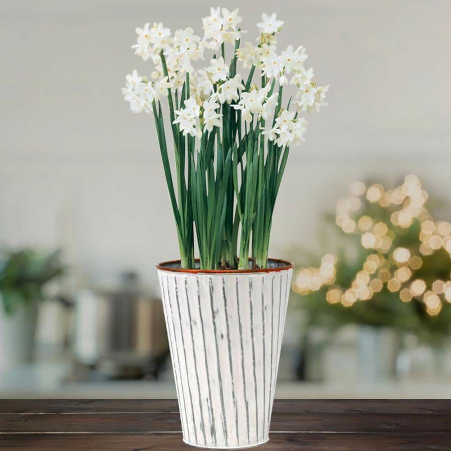 * Van Zyverden Paperwhite Kit With White Chalk Metal Cachepot Bulbs (4-Pack)