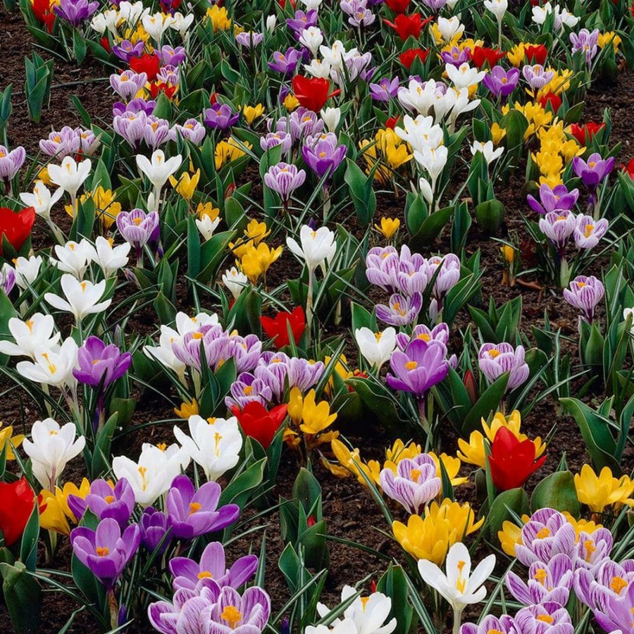 * Van Zyverden Karma Cottage Garden Blend (Set Of 50)