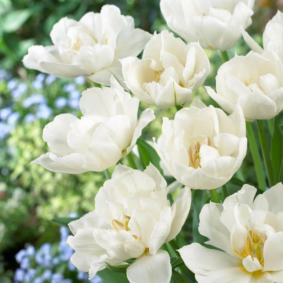 * Van Zyverden Tulips Popcorn Bulbs (25-Pack)
