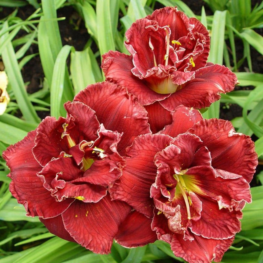 * Van Zyverden Daylily Stellar Double Rose Bulbs (3-Pack)