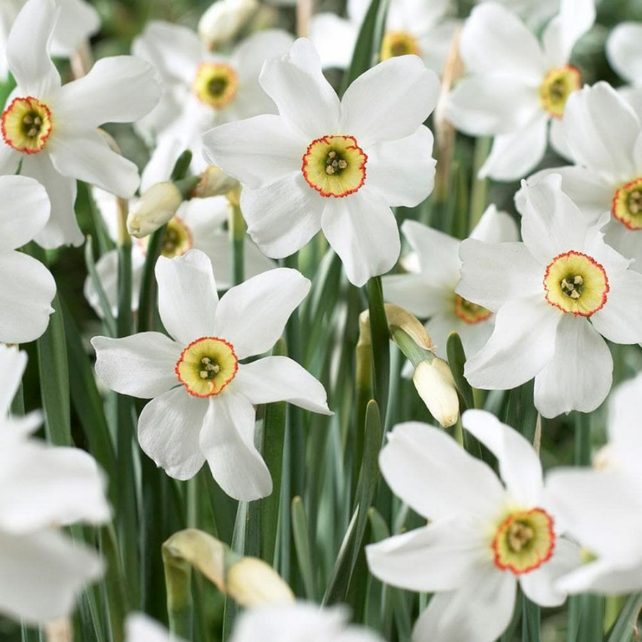 * Van Zyverden Daffodils Bulbs Pheasant'S Eye (Set Of 12)
