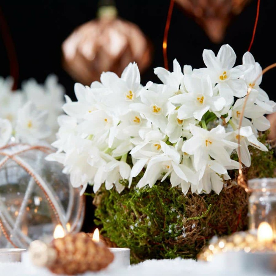 * Van Zyverden Low Scent Giant Christmas Daffodils Paperwhites (Set Of 6 Mammoth Bulbs)