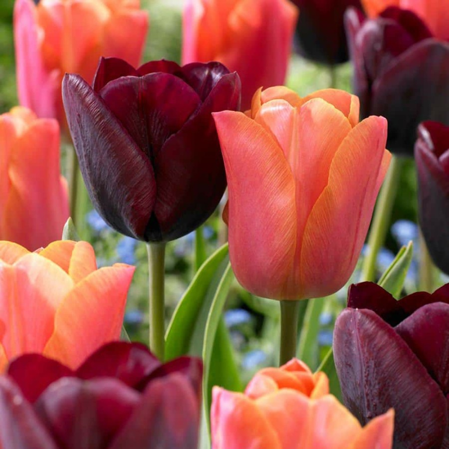 * Van Zyverden Tulips Ronaldo Blend Bulbs (Set Of 15)
