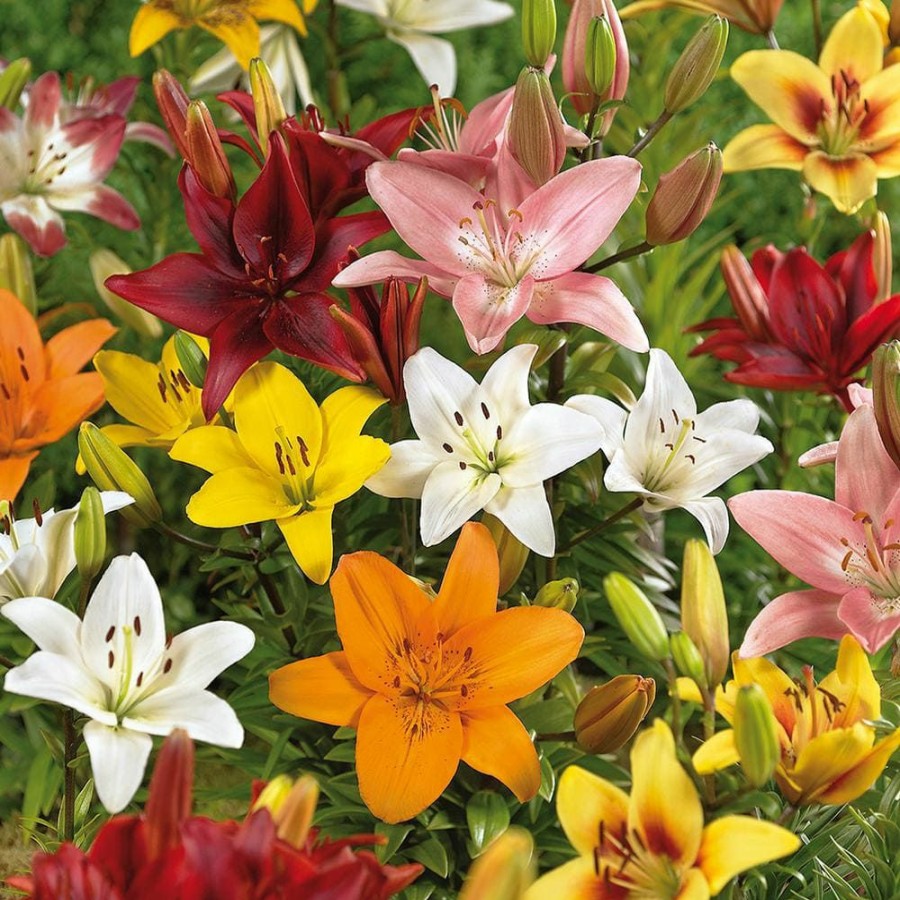 * Van Zyverden Lilies Bulbs Asiatic Mixed (Set Of 12)