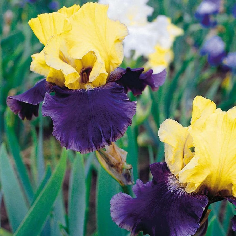 * Van Zyverden Bearded Iris Bulbs Jurassic Park (Set Of 3 Roots)