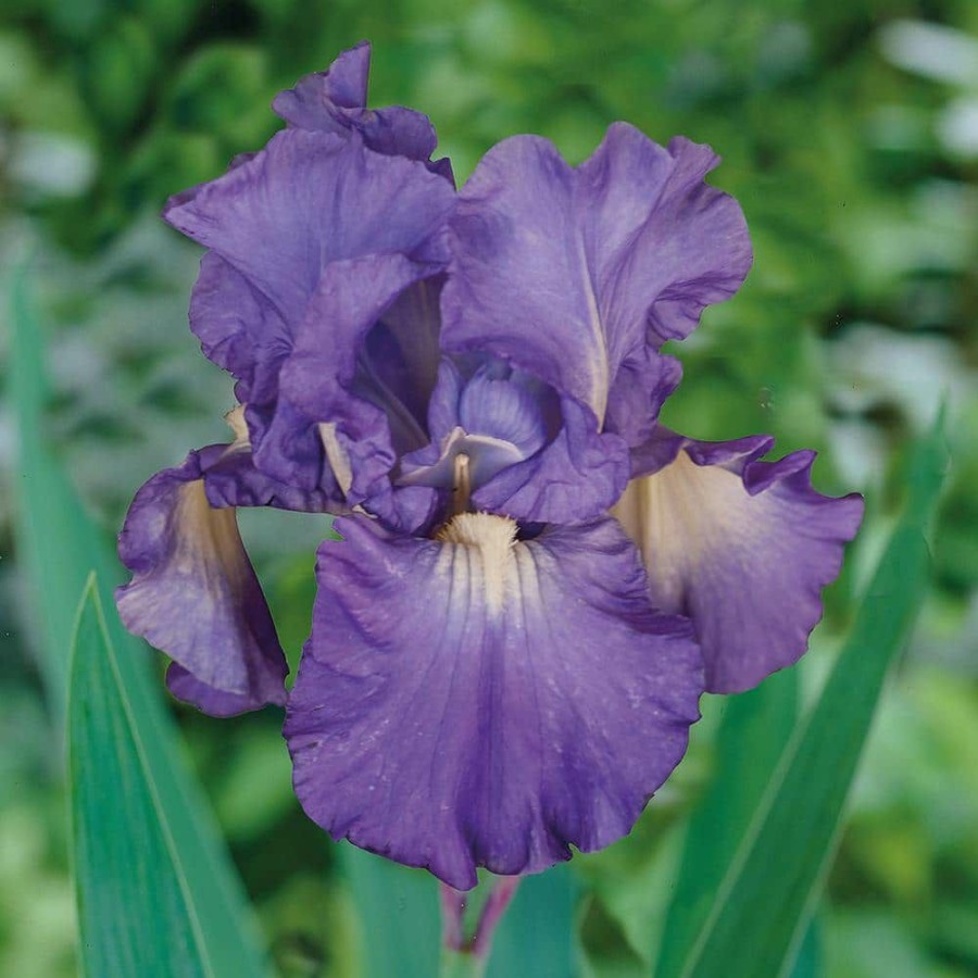 * Van Zyverden Bearded Iris Bulbs Victoria Falls (Set Of 3 Roots)