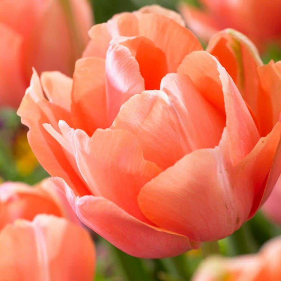 * Van Zyverden Tulips Menton Exotic Set Of 12 Bulbs