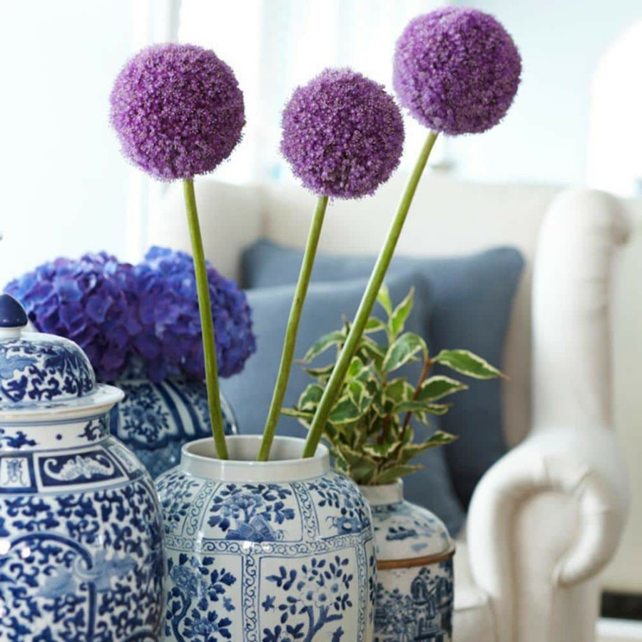* Van Zyverden Allium Giganteum Bulbs