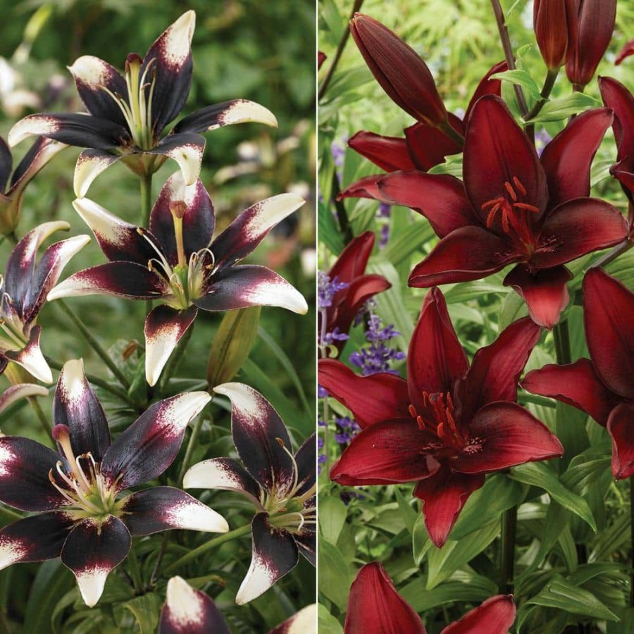 * Van Zyverden Lilies Day And Night Collection Set Of 12 Bulbs