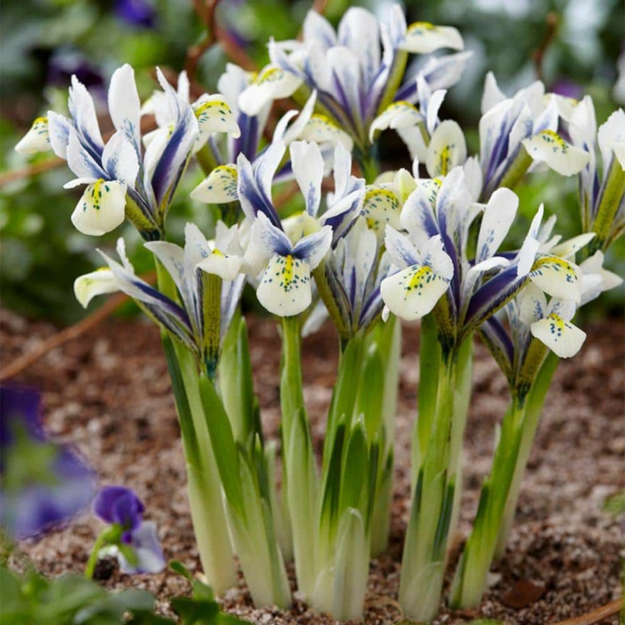 * Van Zyverden Dwarf Iris Eye Catcher Bulbs (8-Pack)