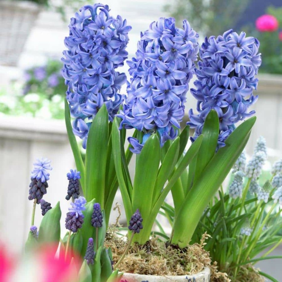 * Van Zyverden Prepared Hyacinths For Indoor Forcing Delft Blue (Set Of 5 Bulbs)