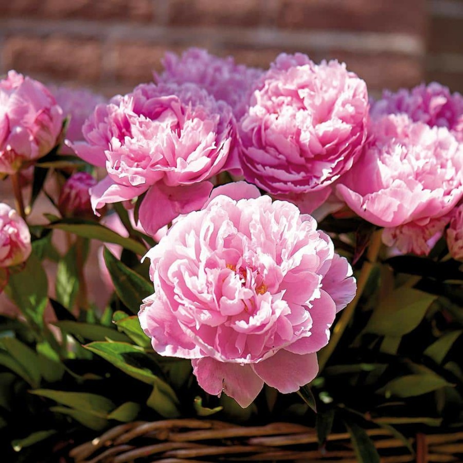 * Van Zyverden Peonies Bulbs Sarah Bernhardt (Set Of 3 Roots)