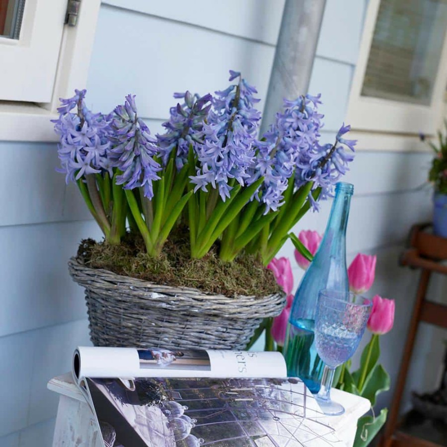 * Van Zyverden Hyacinths Bulbs Fragrant Baby Blue (Set Of 10)
