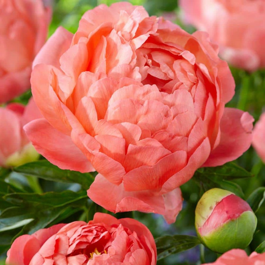 * Van Zyverden Peonies Coral Sunset Set Of 3 Roots