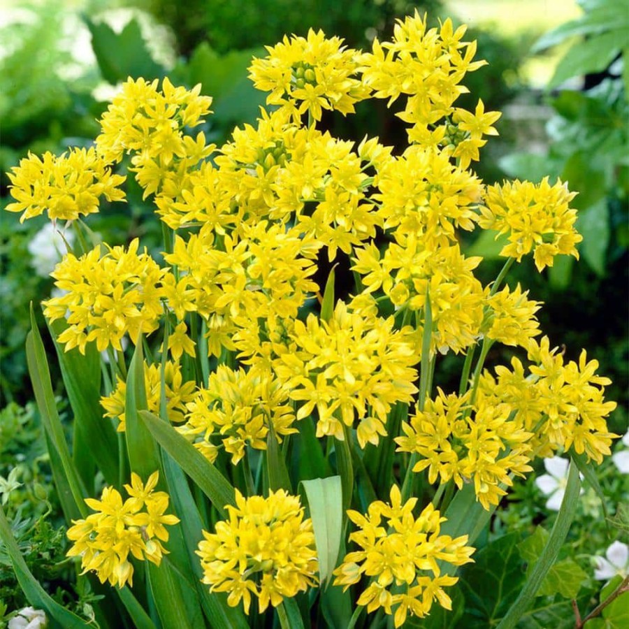 * Van Zyverden Allium Collection Bulbs (150-Pack)