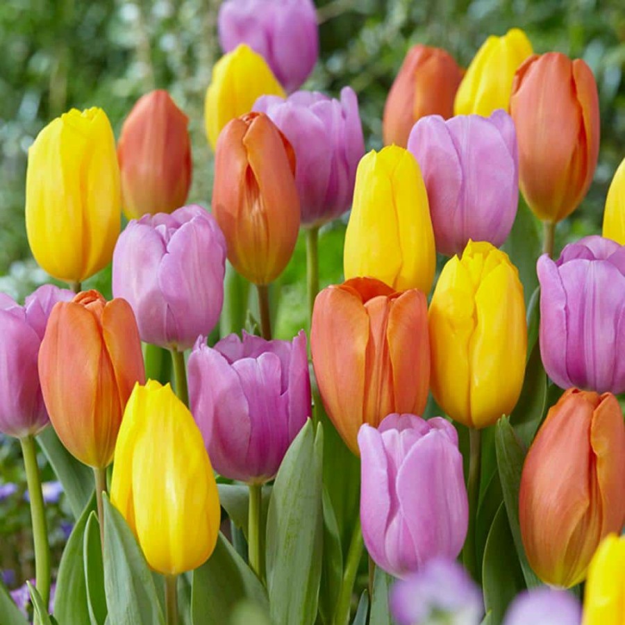 * Van Zyverden Tulips Pastel Parade Blend Bulbs (Set Of 15)