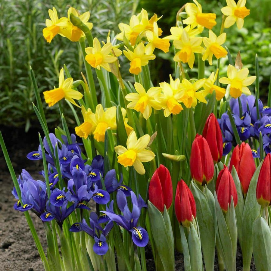 * Van Zyverden Dutch Garden (Set Of 75)