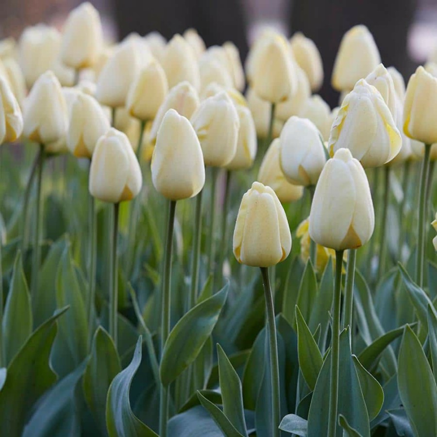 * Van Zyverden Tulips Bulbs Ivory Floradale (Set Of 12)