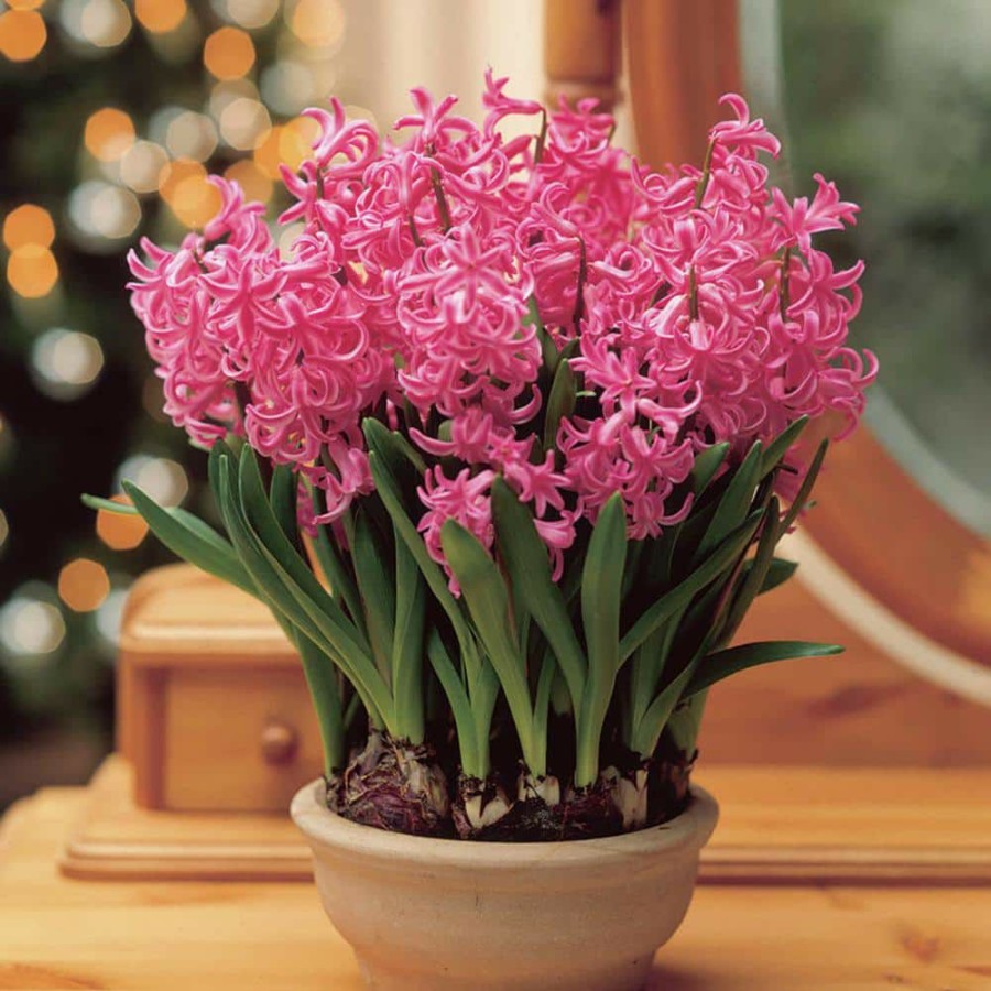 * Van Zyverden Prepared Hyacinths For Indoor Forcing Pink Pearl (Set Of 5 Bulbs)