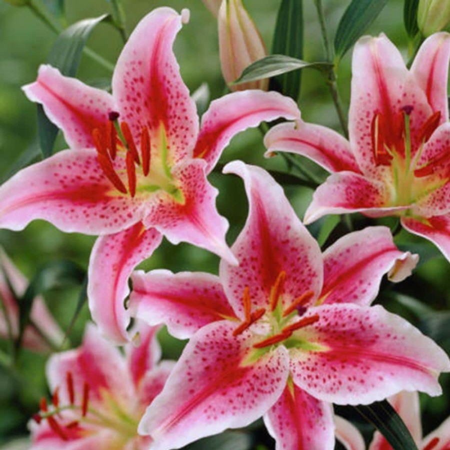 * Van Zyverden Pink And White Lilies Oriental Stargazer Bulbs (12-Pack)
