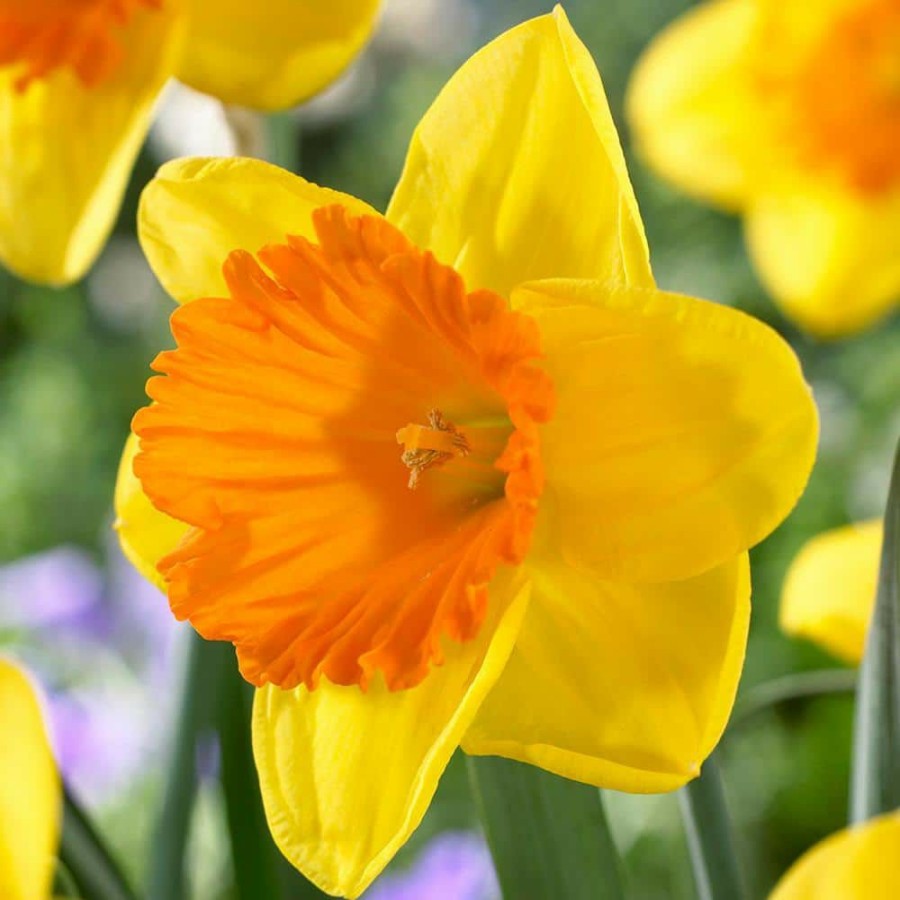* Van Zyverden Daffodils Bulbs Akita (Set Of 12)
