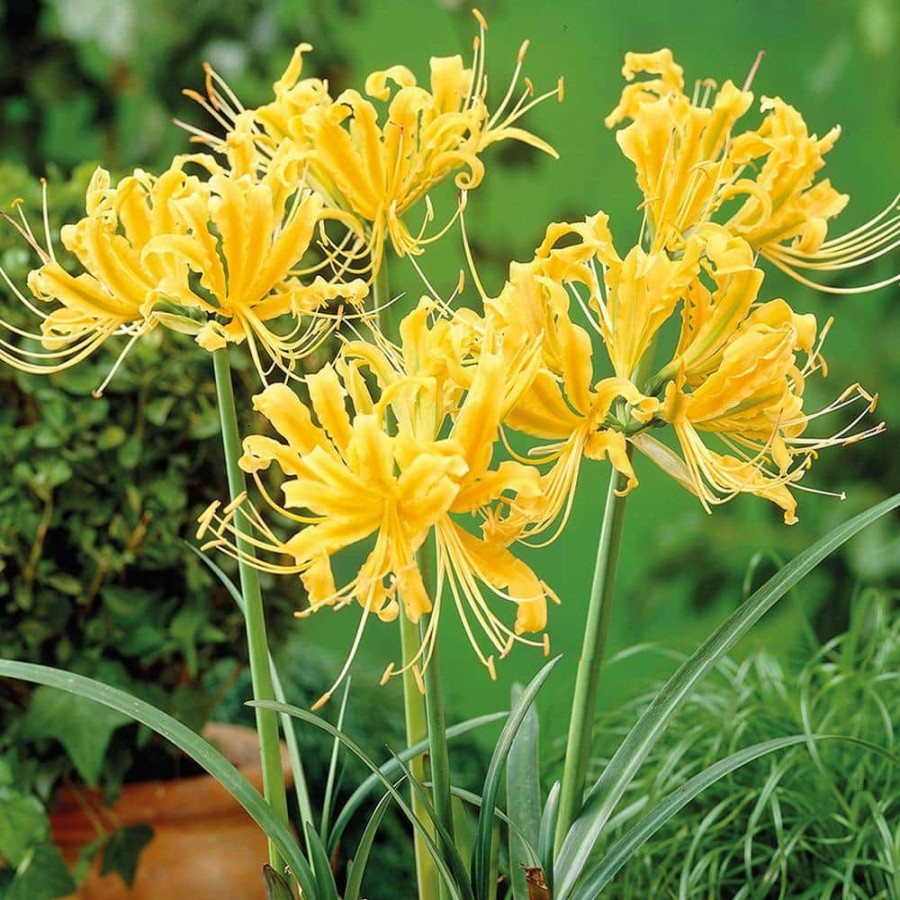 * Van Zyverden Lycoris Bulbs Aurea (Set Of 6)