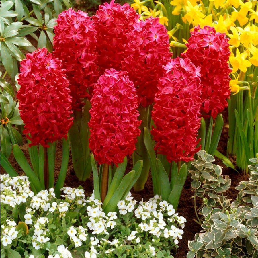 * Van Zyverden Hyacinths Jan Bos Bulbs (Set Of 10)