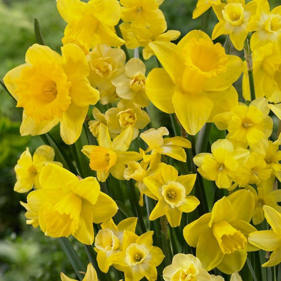 * Van Zyverden Daffodils Bulbs Season Of Sunshine Mixture (Set Of 25)