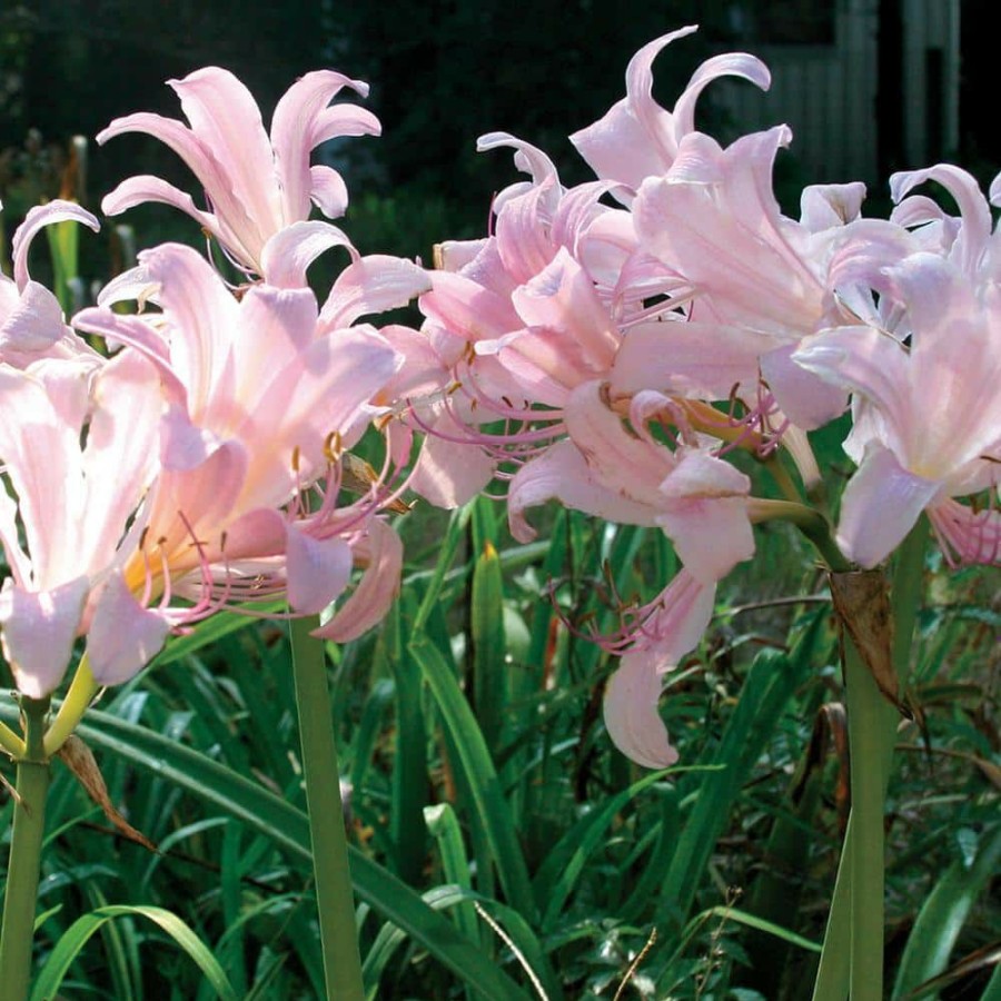 * Van Zyverden Lycoris Bulbs Squamigera (Set Of 6)