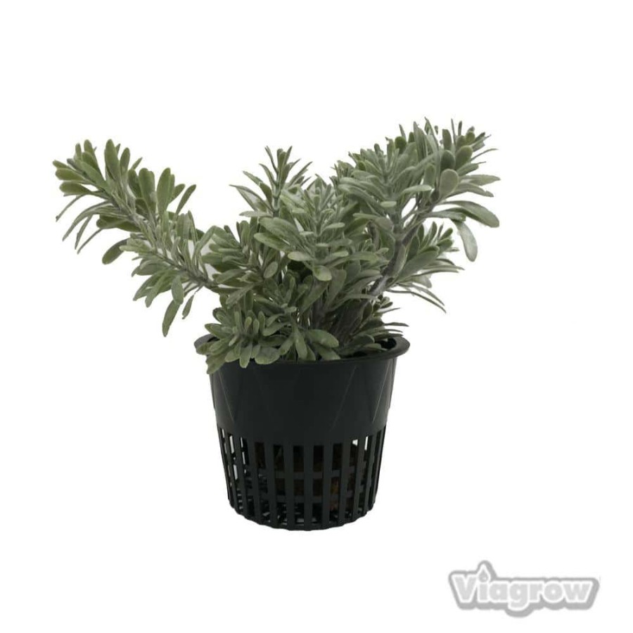 * Viagrow 4 In. Black Round Cup With Slotted Black Plastic Mesh Net Pot (50-Pack)