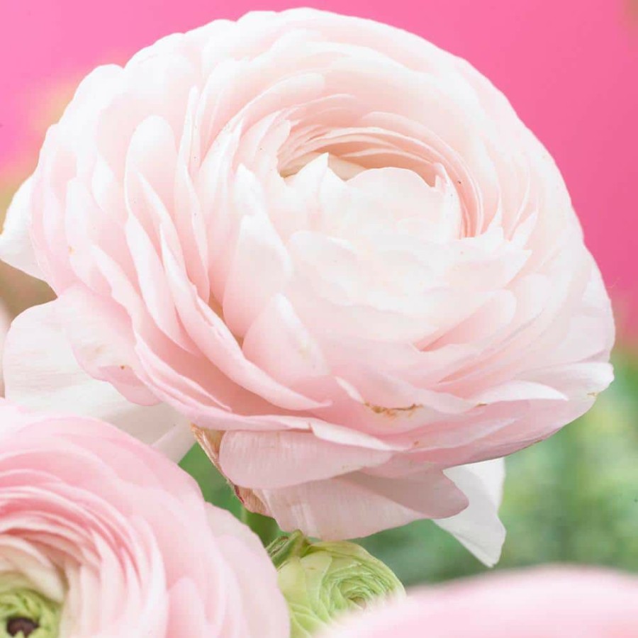 * Van Zyverden Butter Cups Bulbs Ranunculus Pink (Set Of 25)