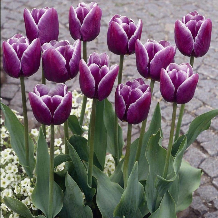 * Van Zyverden Tulips Arabian Mystery Bulbs (Set Of 12)