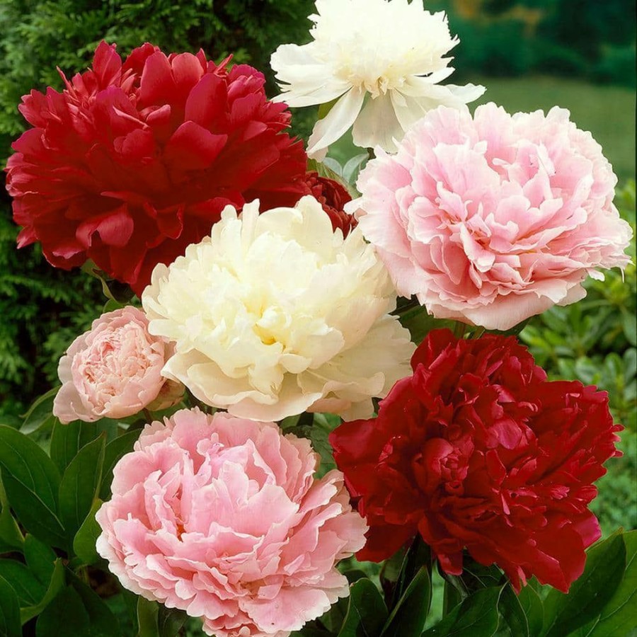 * Van Zyverden Peonies Bulbs Mixed Colors (Set Of 6 Roots)