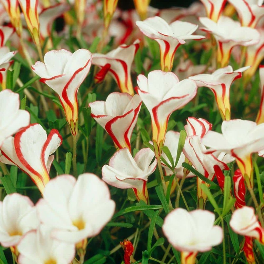 * Van Zyverden Oxalis Bulbs Versicolor (Set Of 5)