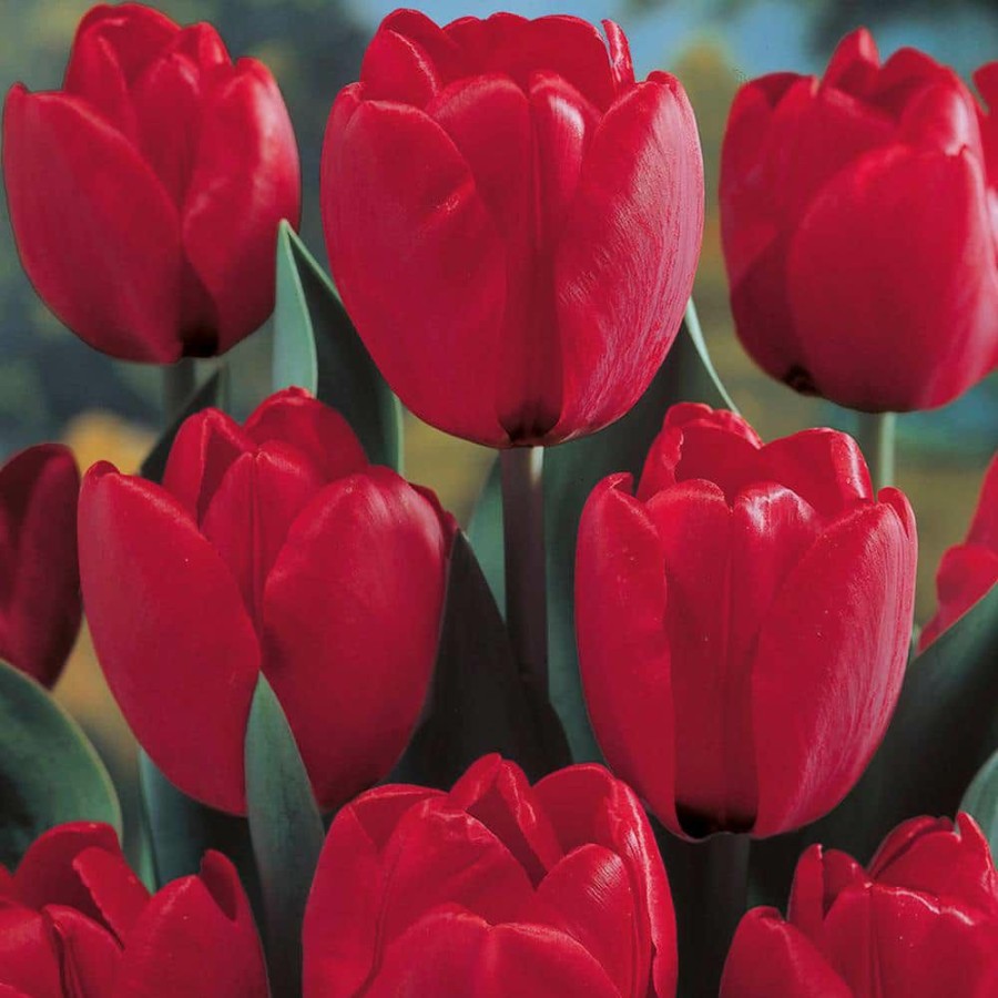 * Van Zyverden Spring Time Favorites Bulbs Bulb Collection (Set Of 75)