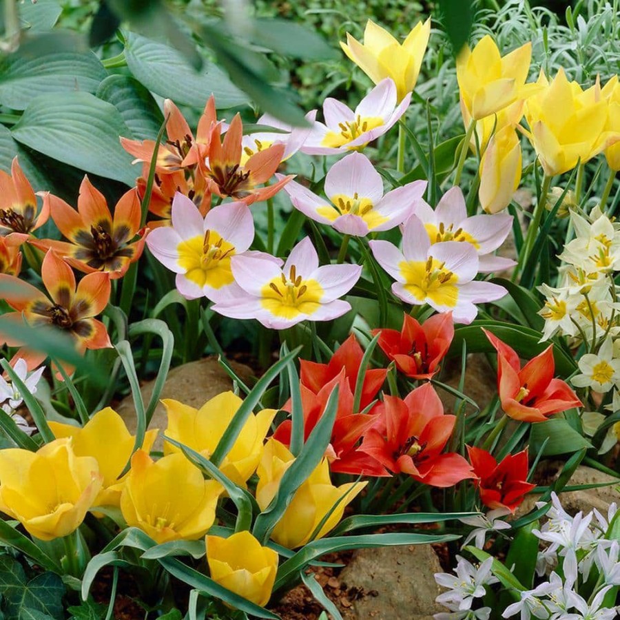 * Van Zyverden Tulips Bulbs Little Treasures Collection (Set Of 50)