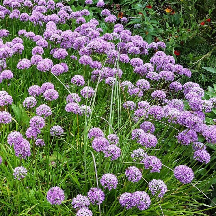 * Van Zyverden Allium Rosy Dream Set Of 12 Bulbs
