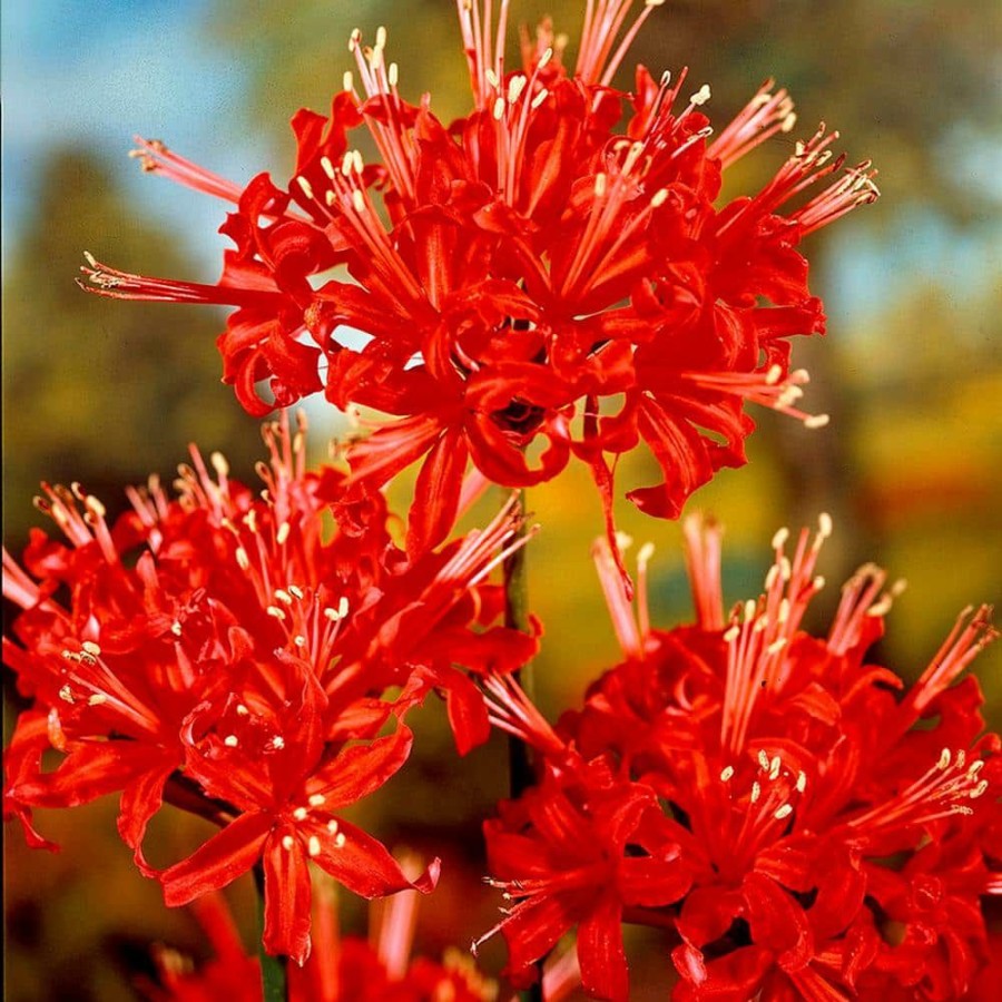 * Van Zyverden Lycoris Bulbs Radiata (Set Of 6)