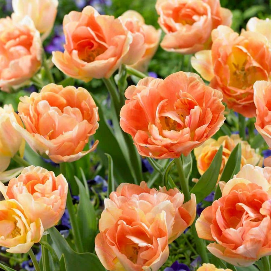 * Van Zyverden Tulips Orange Angelique Bulbs (12-Pack)