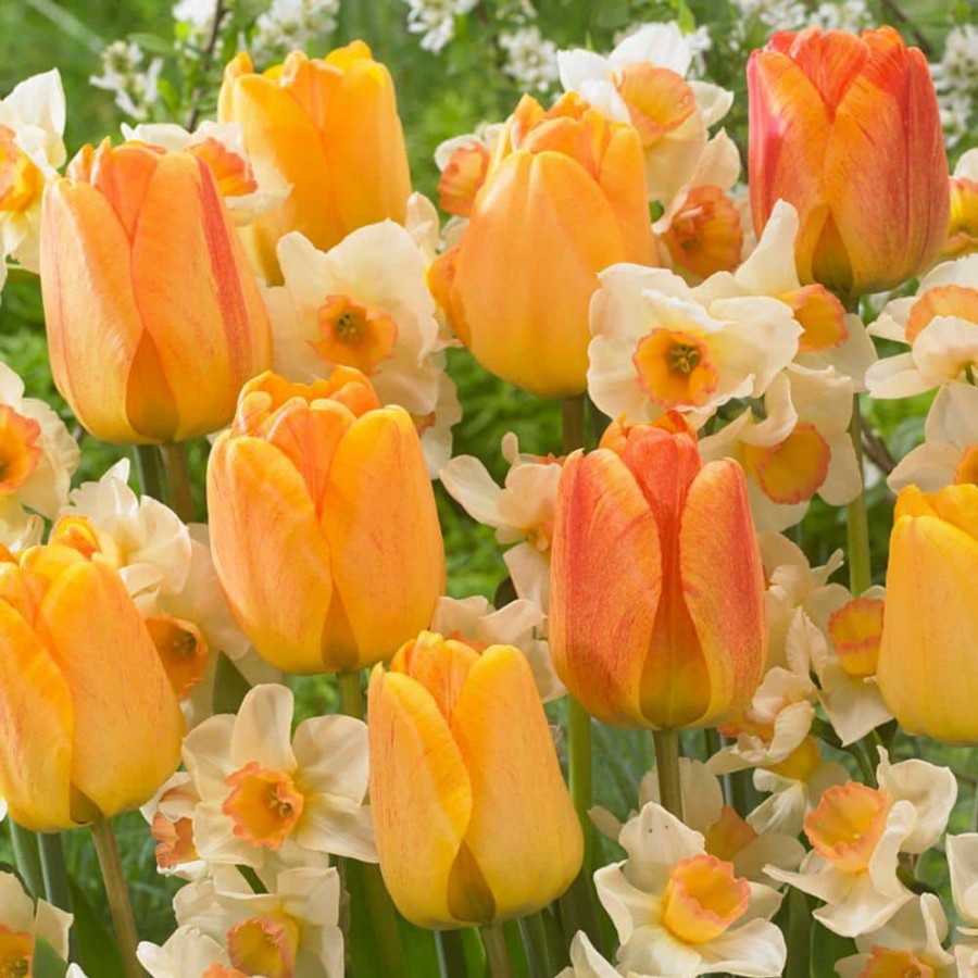 * Van Zyverden Orange Spring Flowering Garden Blend Bulbs (Set Of 25)